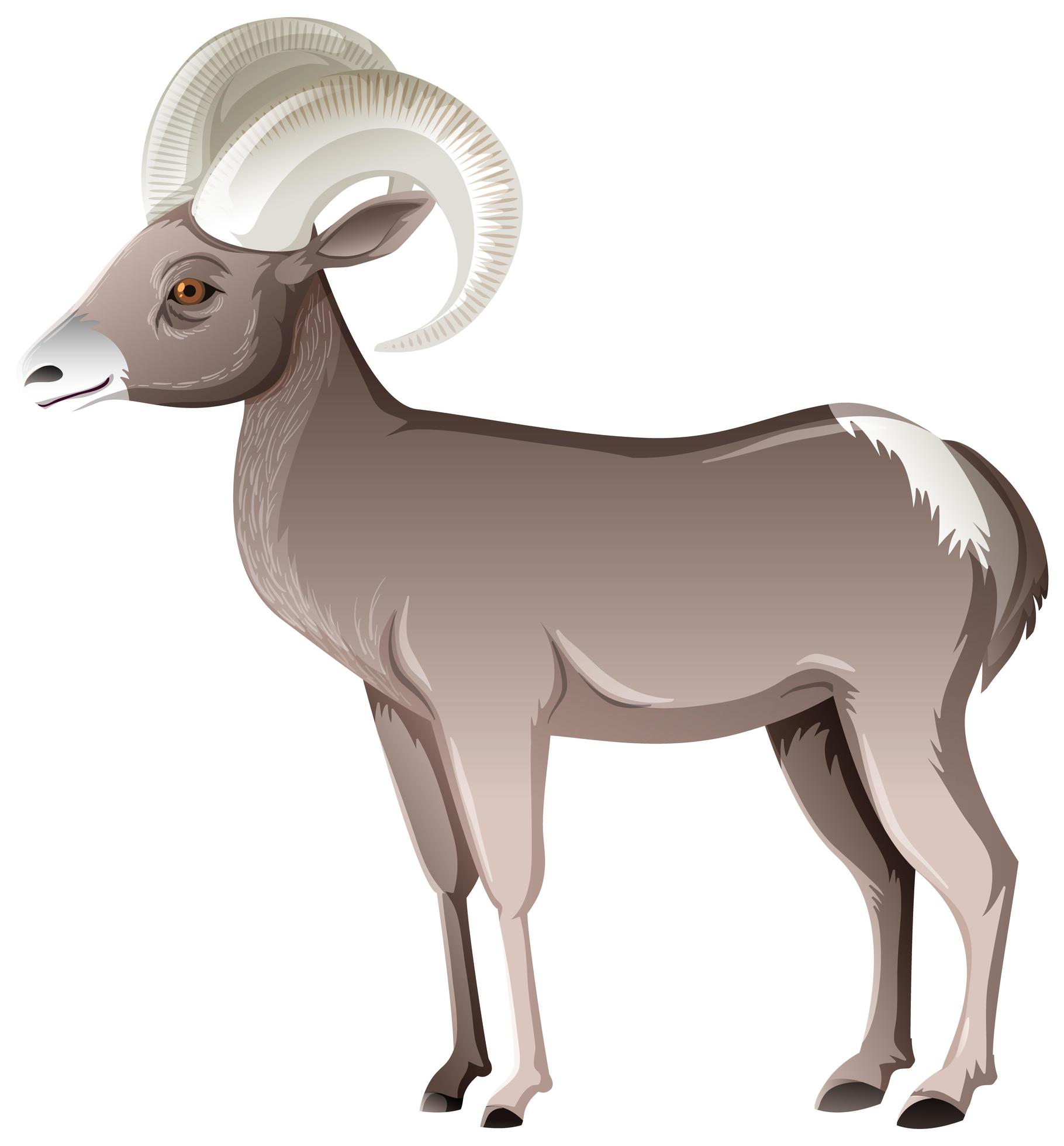 Desert Bighorn Sheep isolated on white background 1402177 Vector Art at