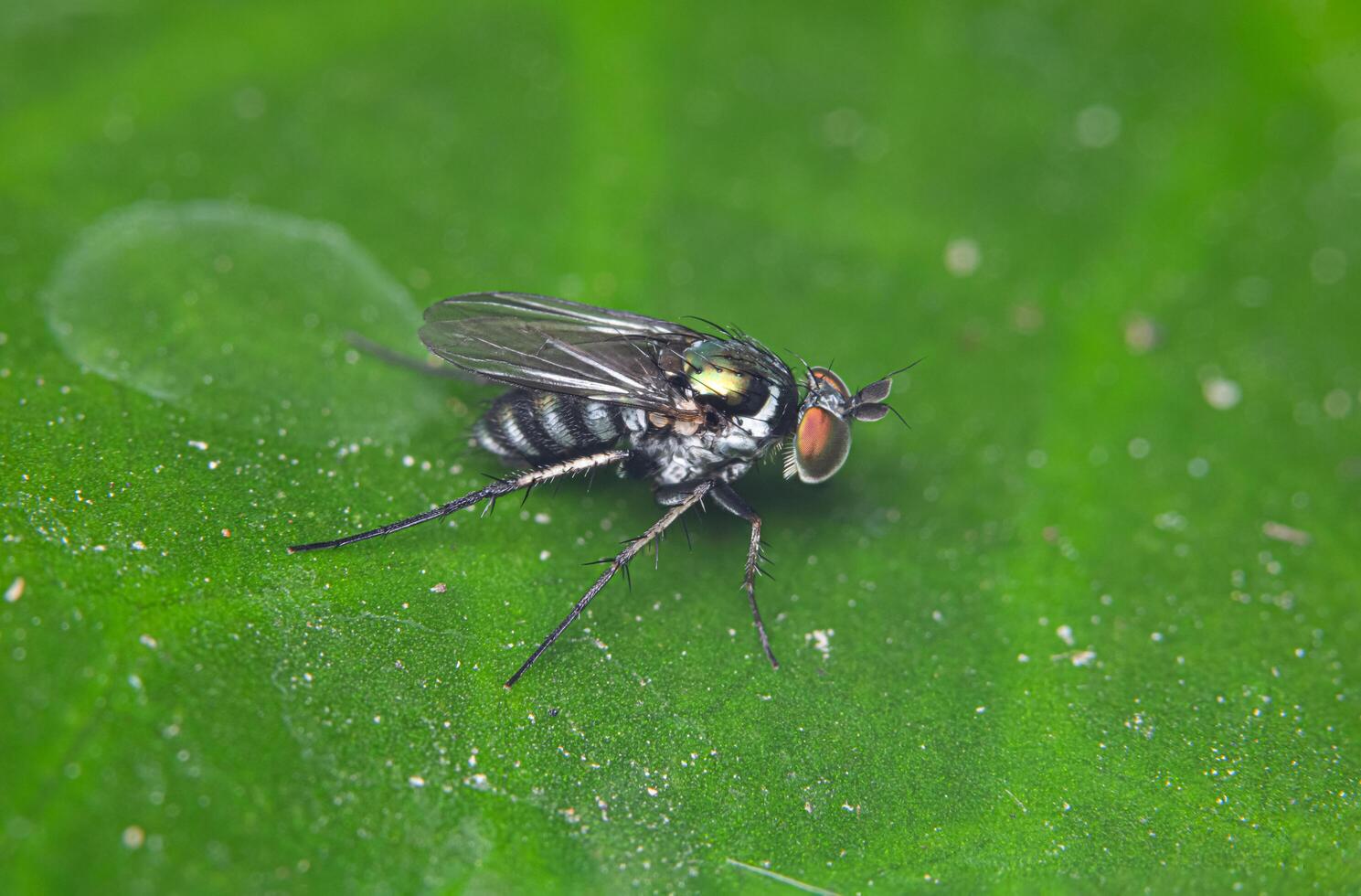 Fly on green leaf photo