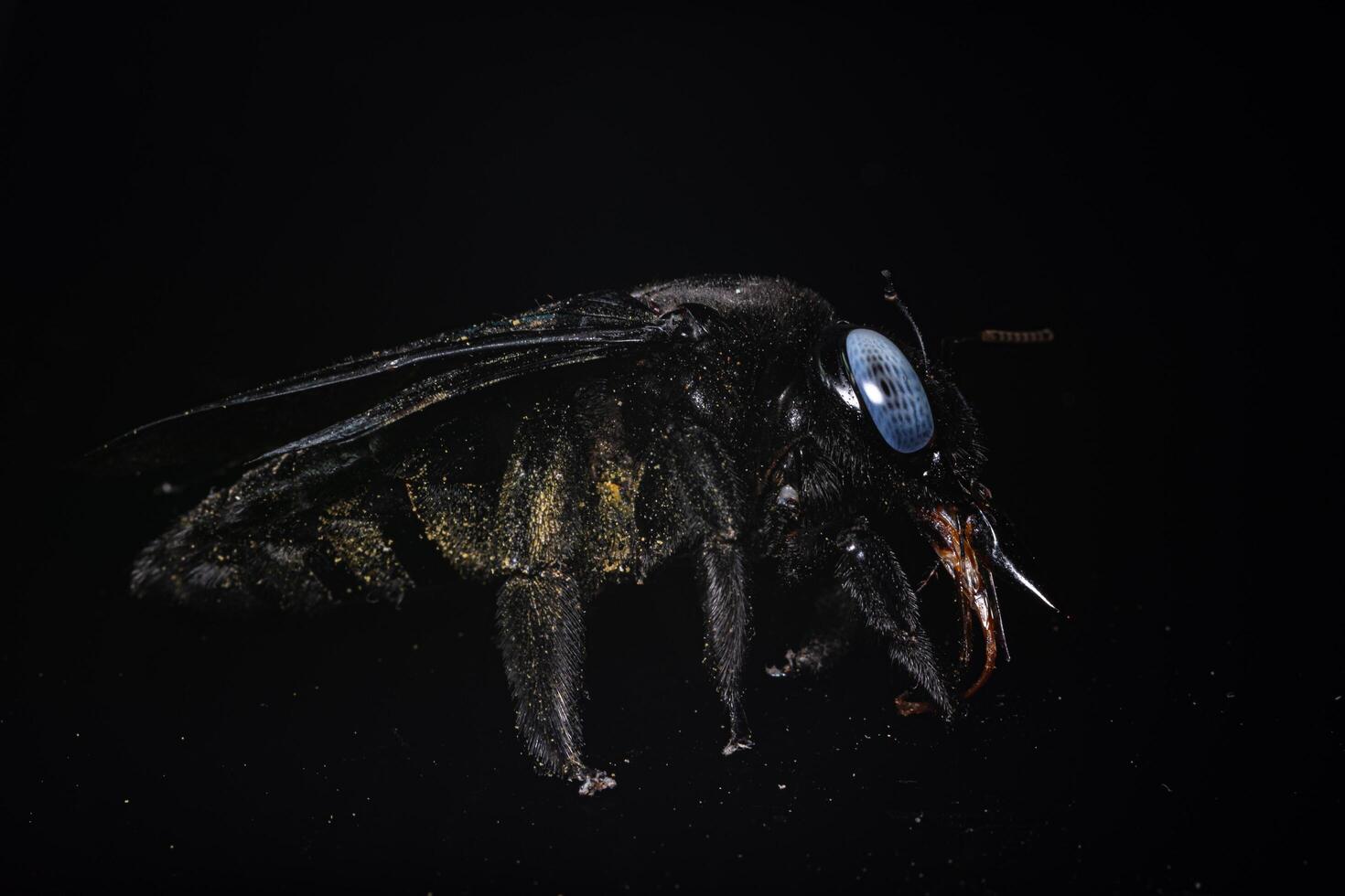 Xylocopa latipes sobre fondo negro foto