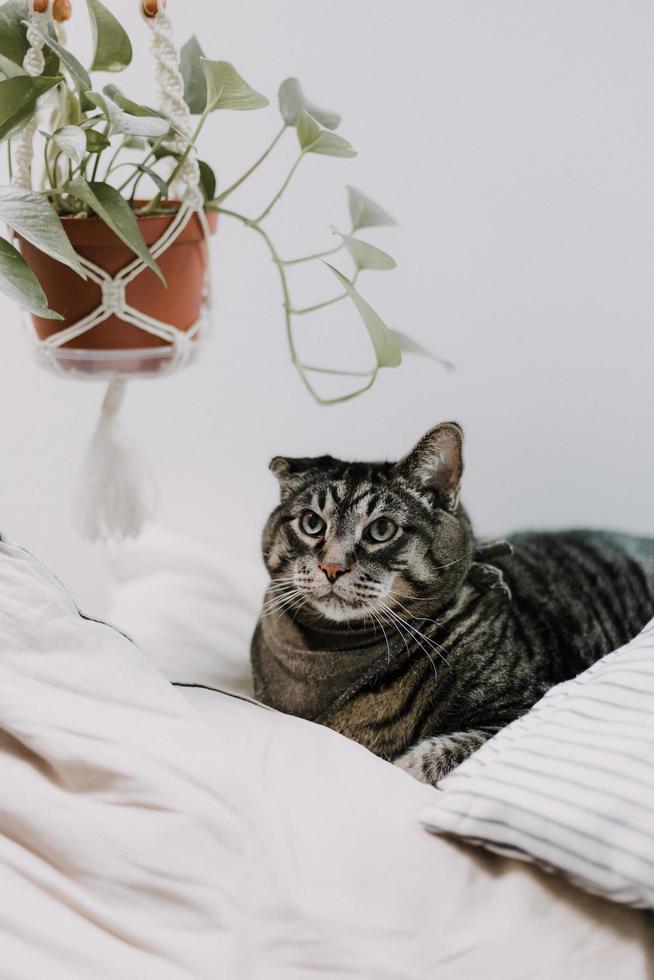 Brown tabby cat on bedding photo