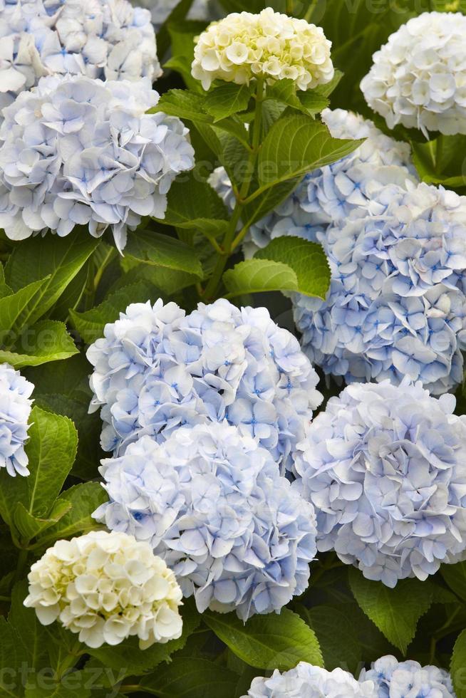 hortensias azules y amarillas con hojas verdes. azores. Portugal 1402816  Foto de stock en Vecteezy