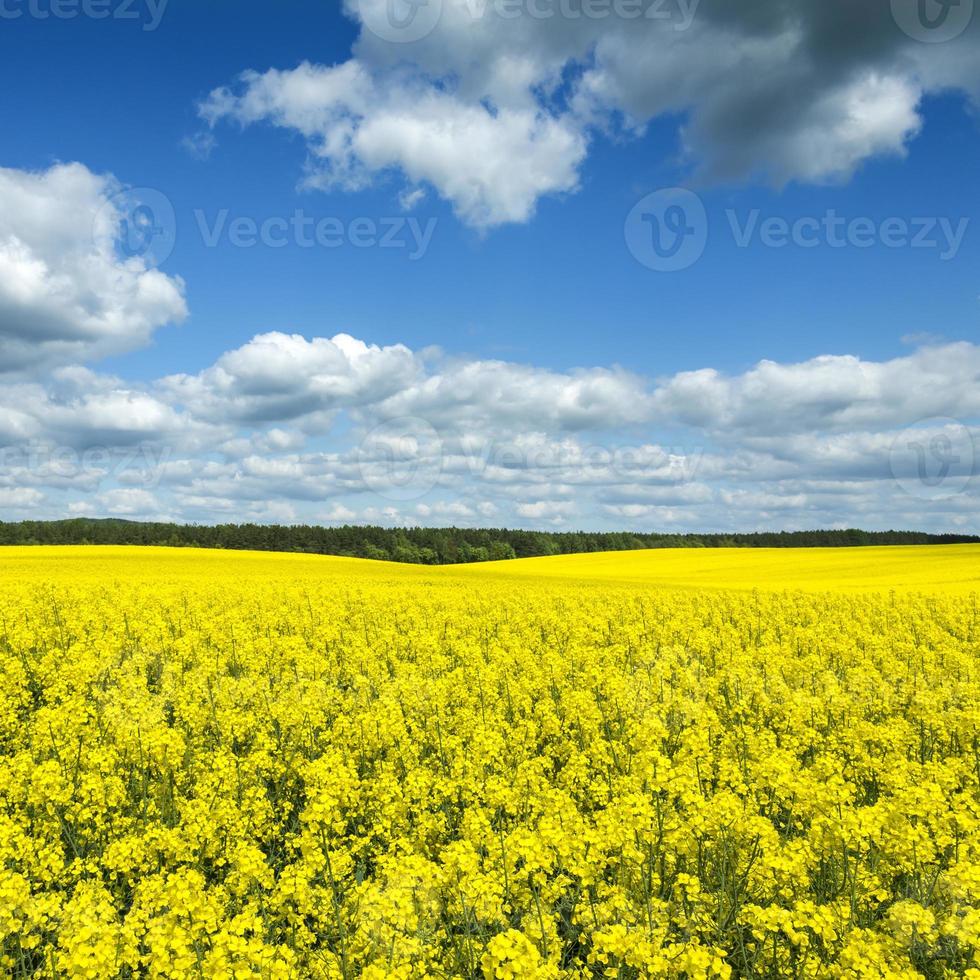 Campo de flores amarillas de colza en un día soleado de verano 1403162 Foto de stock en Vecteezy Campo de flores amarillas de colza en un día soleado de verano 1403162 Foto de stock en Vecteezy
