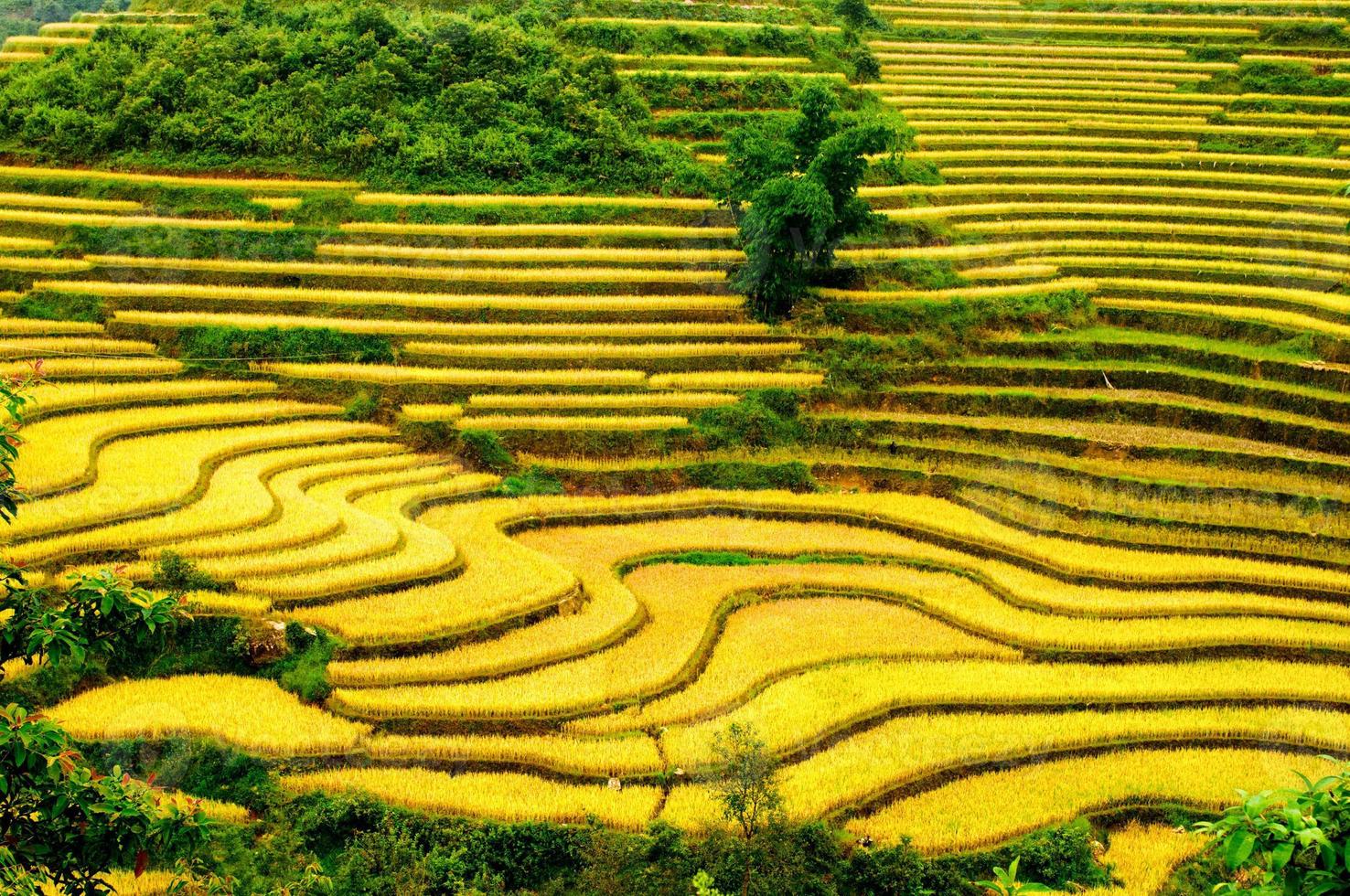 Rice fields on terraced of Mu Cang Chai, Vietnam. photo
