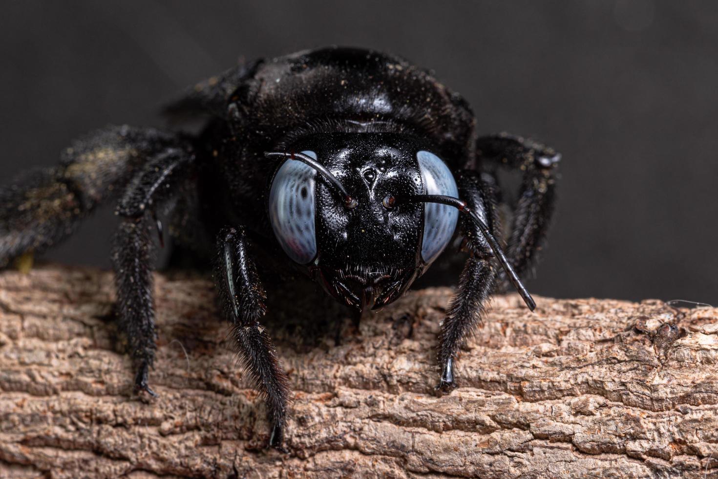 Xylocopa latipes en un árbol, macro foto