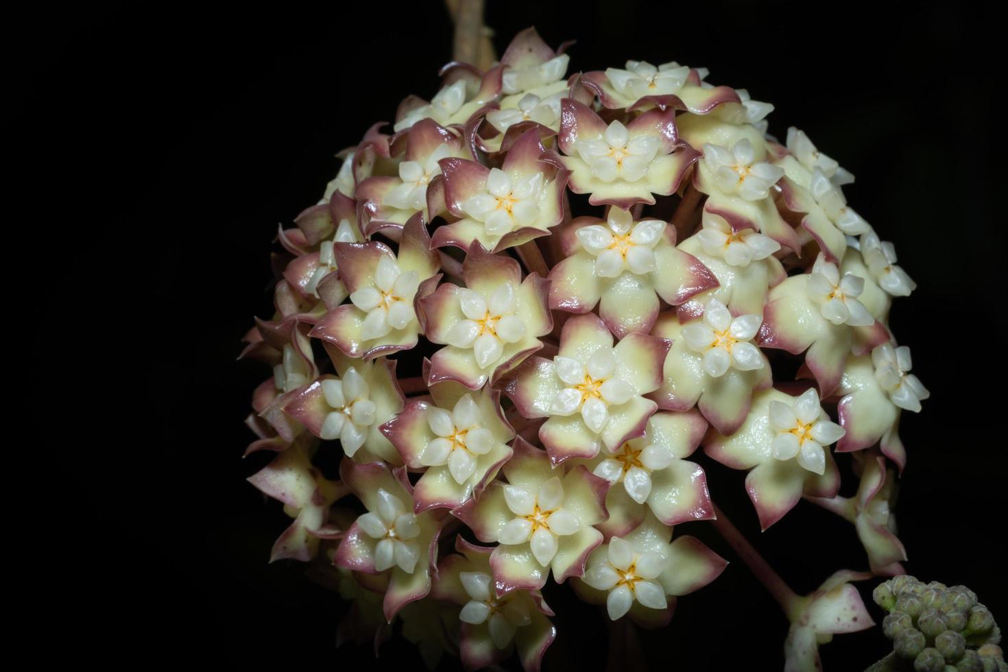 flor de hoya sobre fondo negro foto