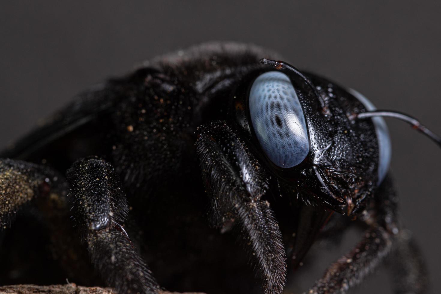 Xylocopa latipes macro photo