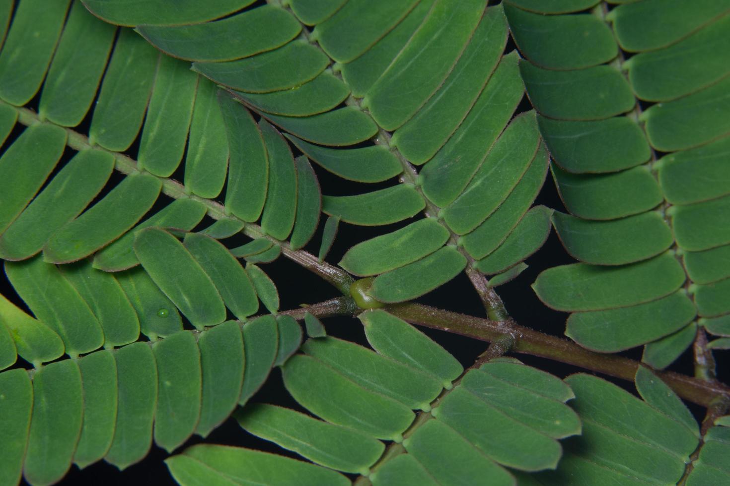 Macro background leaf pattern photo