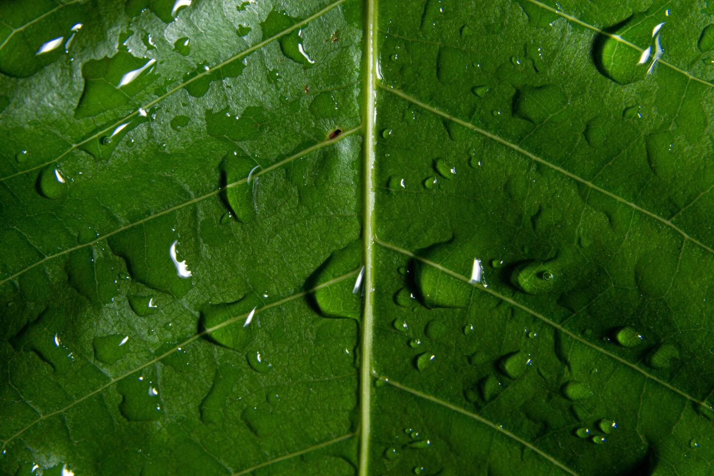 patrón de hoja de fondo macro foto