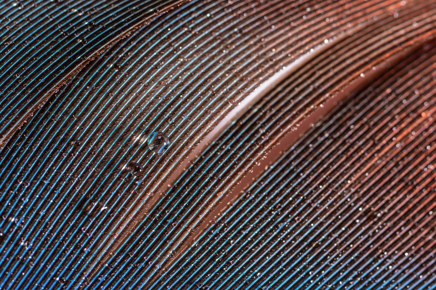 Drops of water on a feather photo
