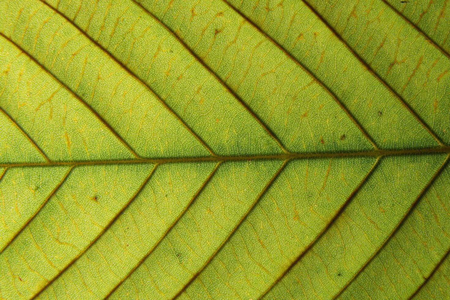 patrón de hoja de fondo macro foto