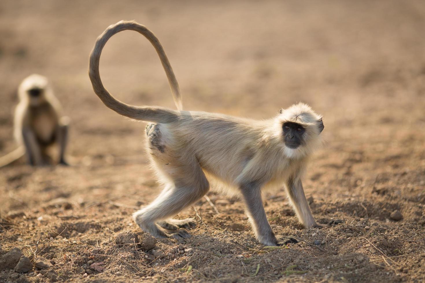 Black faced Indian monkey photo