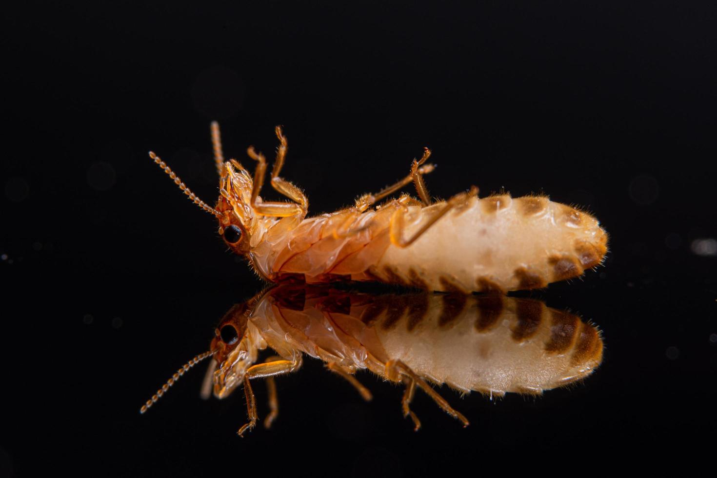 Macro Termite on shiny black background photo