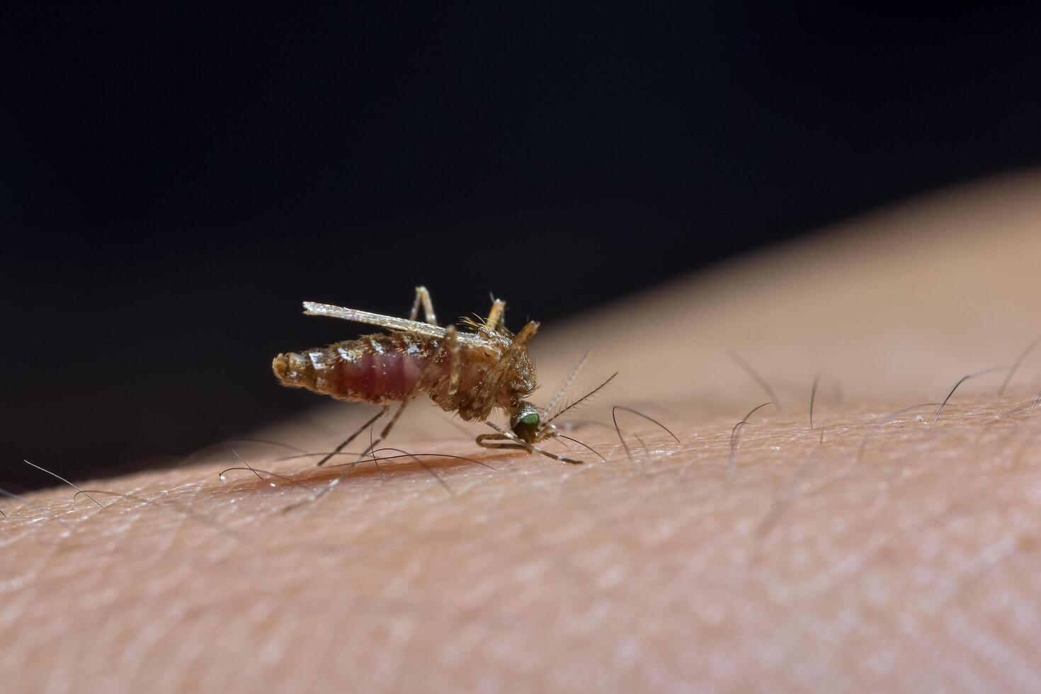 Mosquito on human skin photo