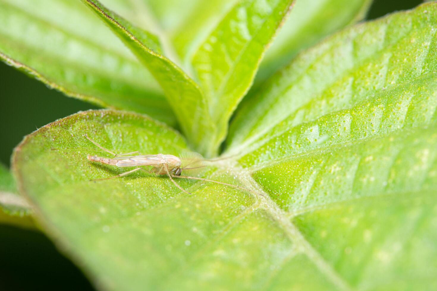 Macro insect chironomids in nature photo
