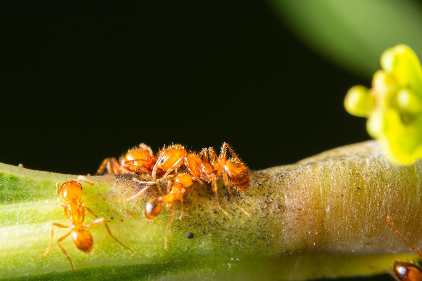 hormigas rojas en una planta foto