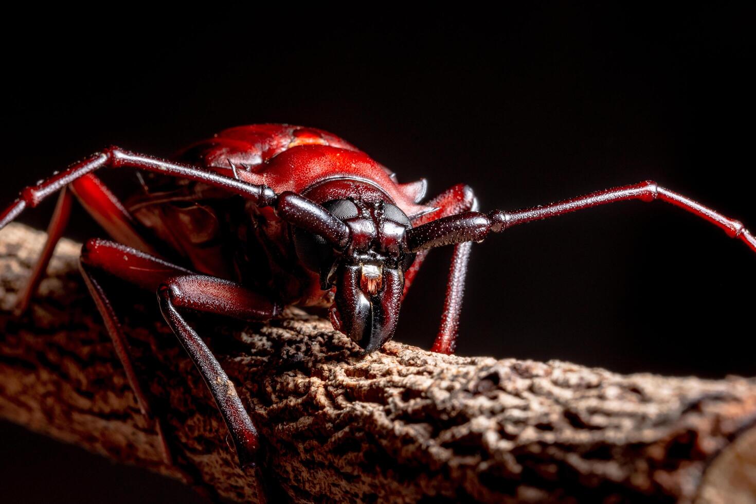 Chrysomeloidea en un árbol sobre fondo negro foto