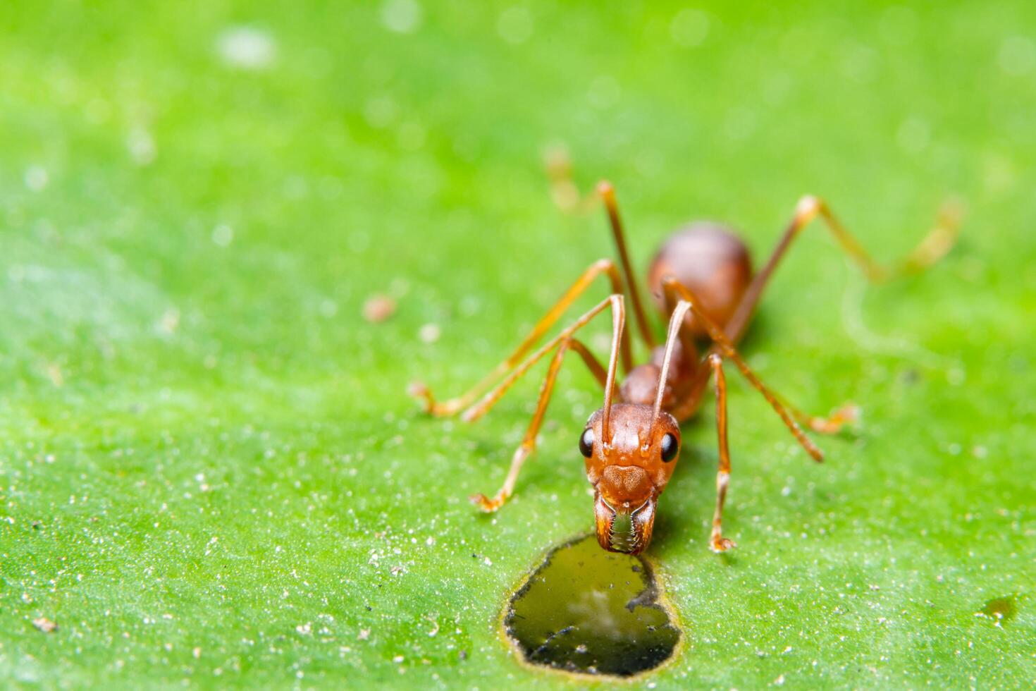 hormiga roja en una hoja foto