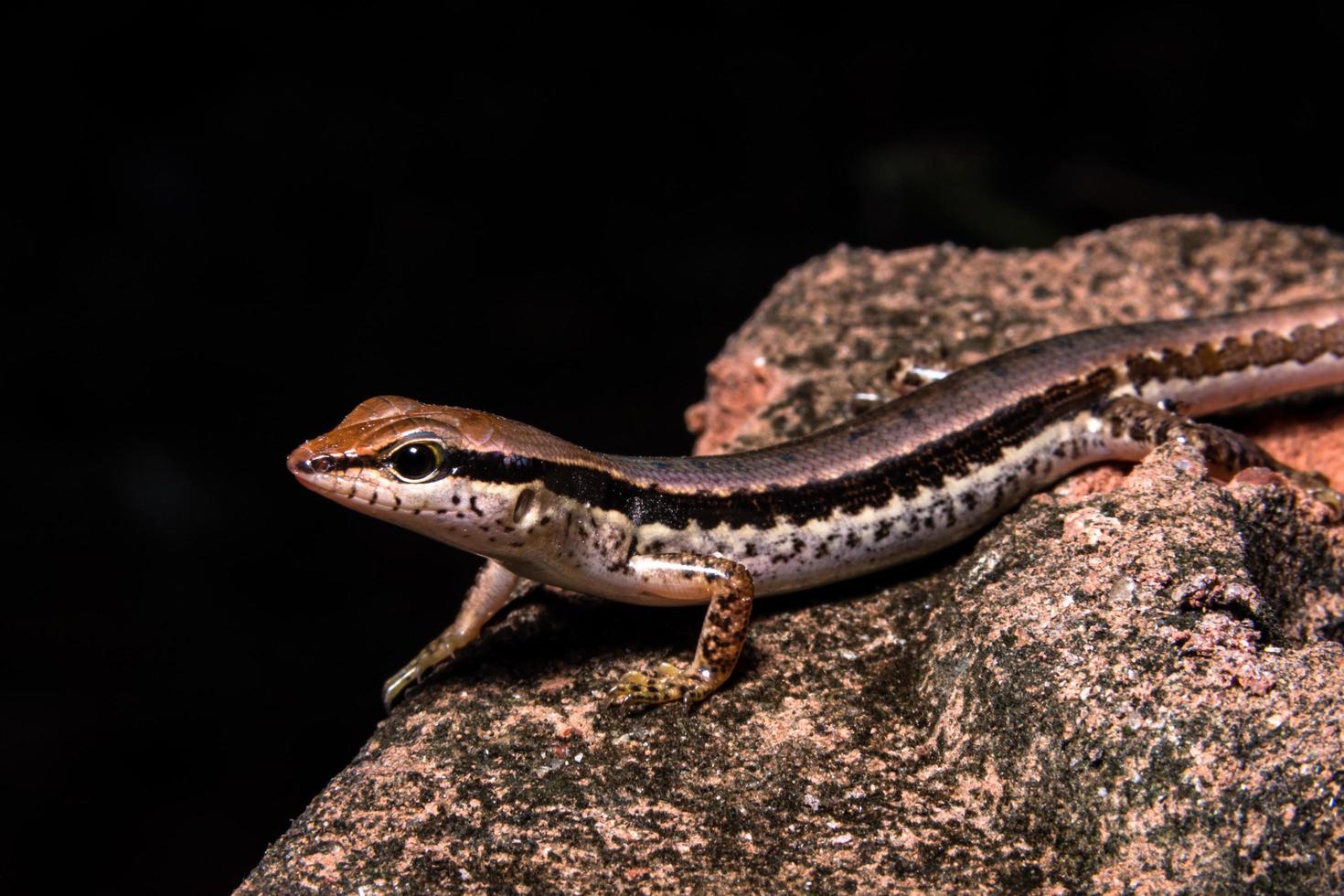 Skink on a rock photo