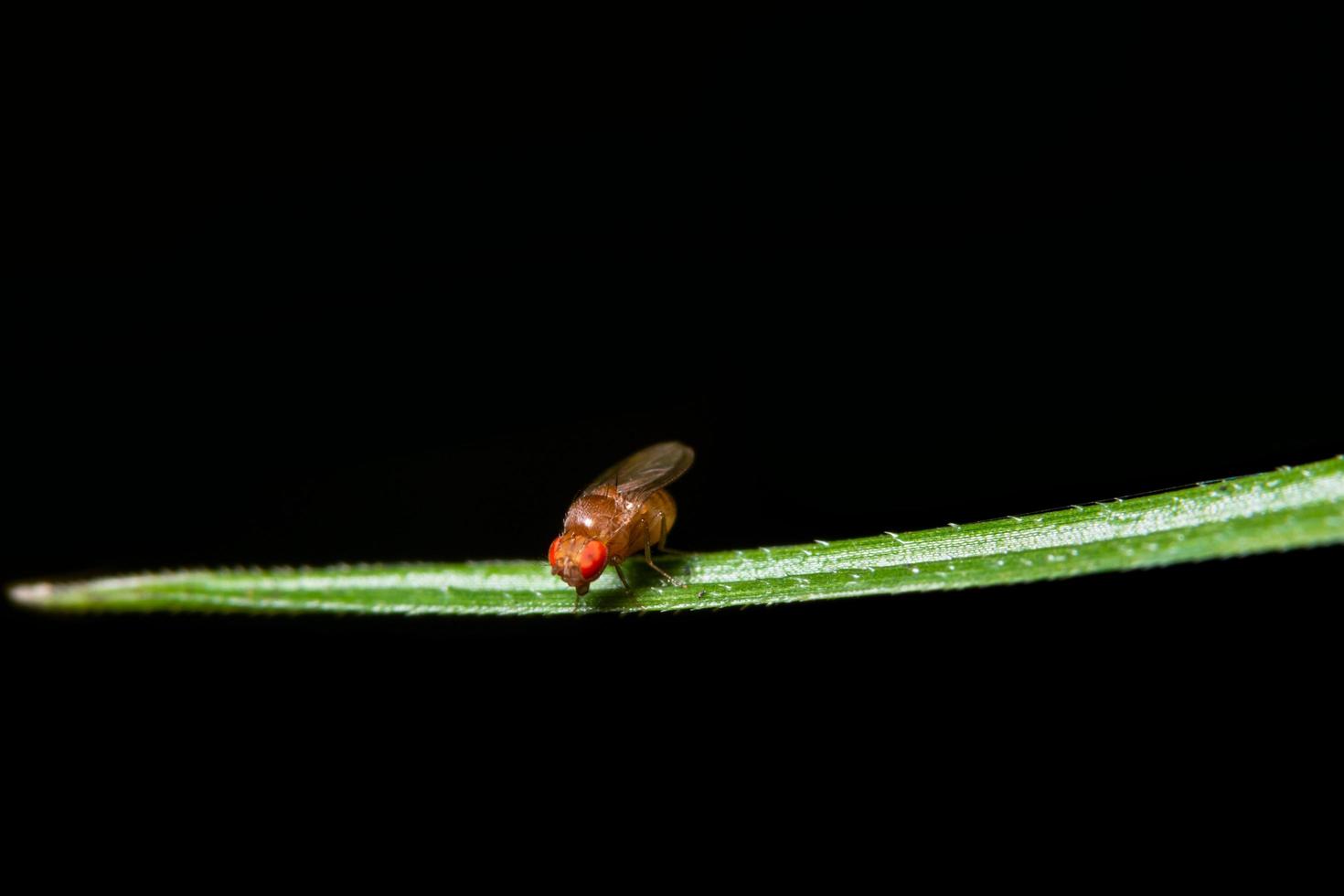 drosophila en una hoja verde foto