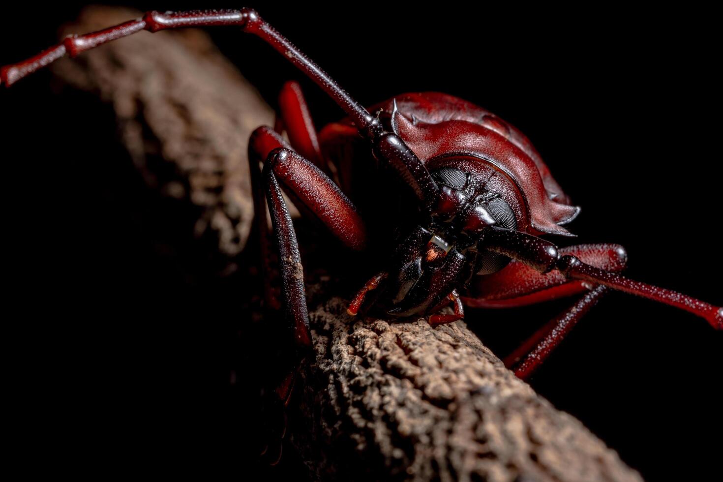 Chrysomeloidea on a tree over black background photo