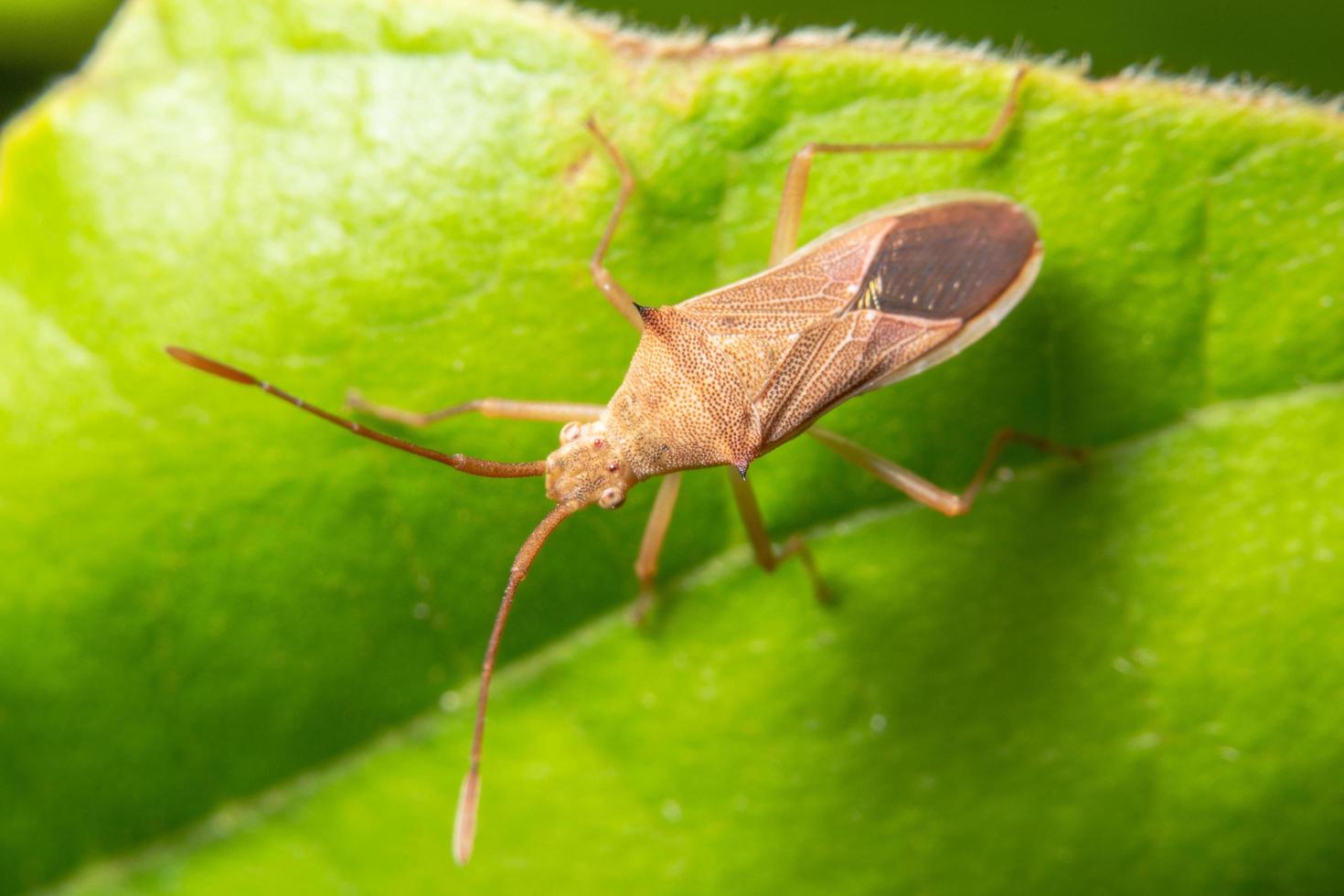 Insect on a green leaf, macro photo