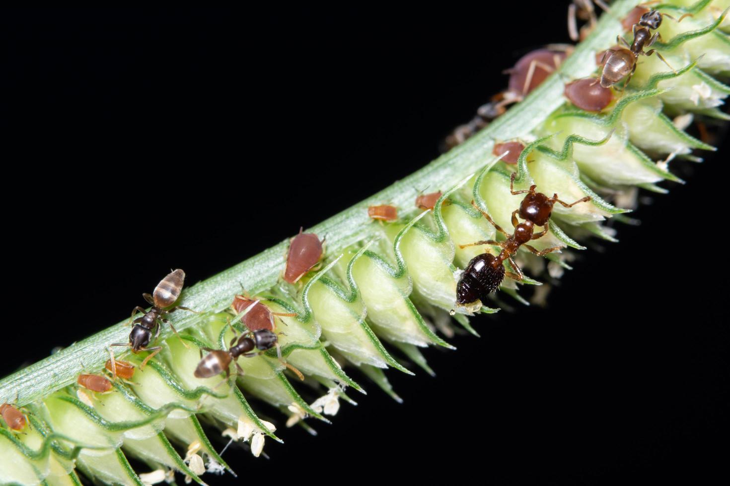 Aphids on a plant photo