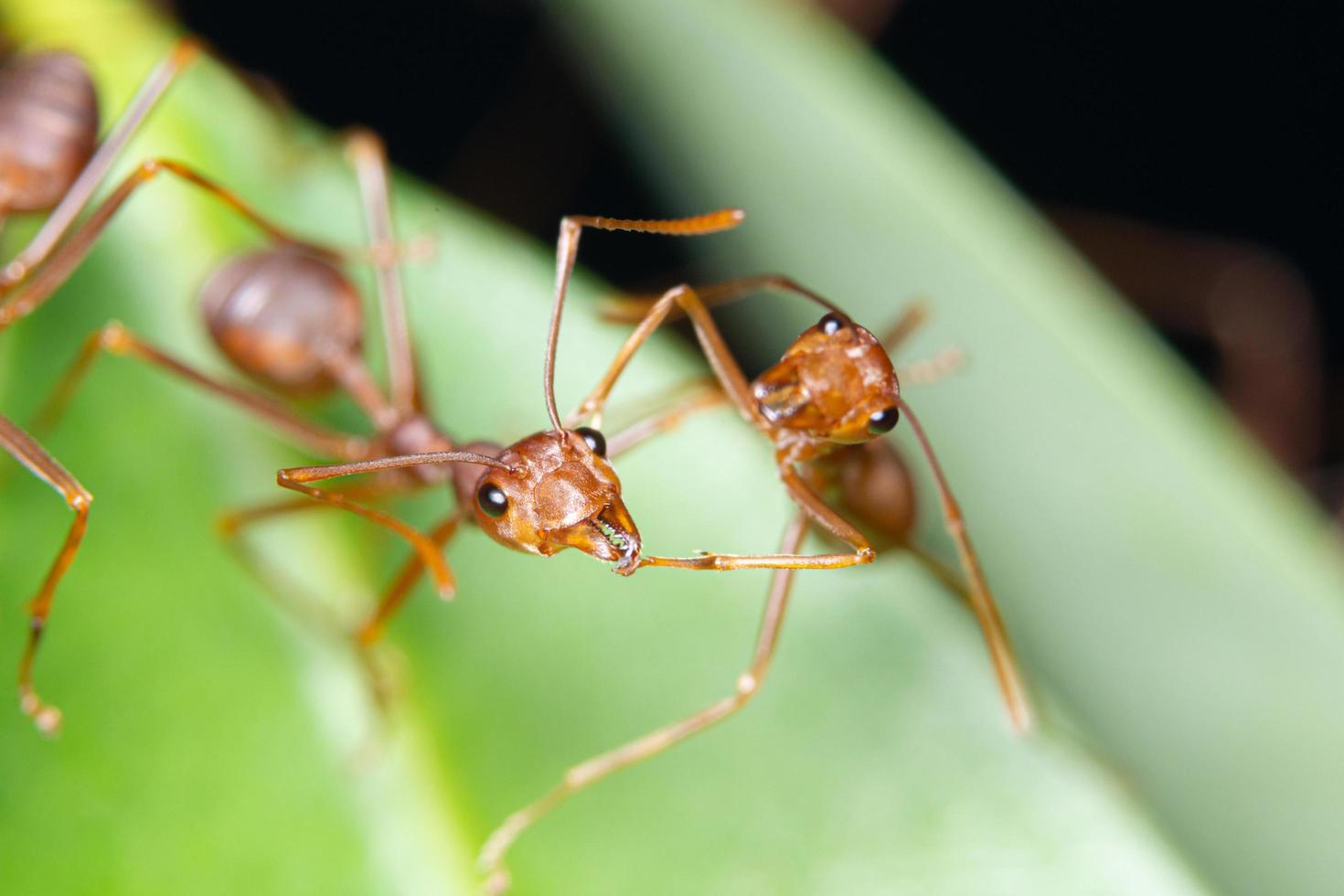 hormigas rojas en una hoja foto