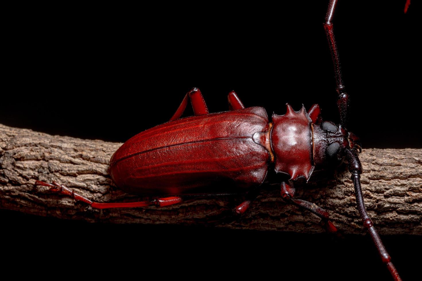 Chrysomeloidea en un árbol sobre fondo negro foto