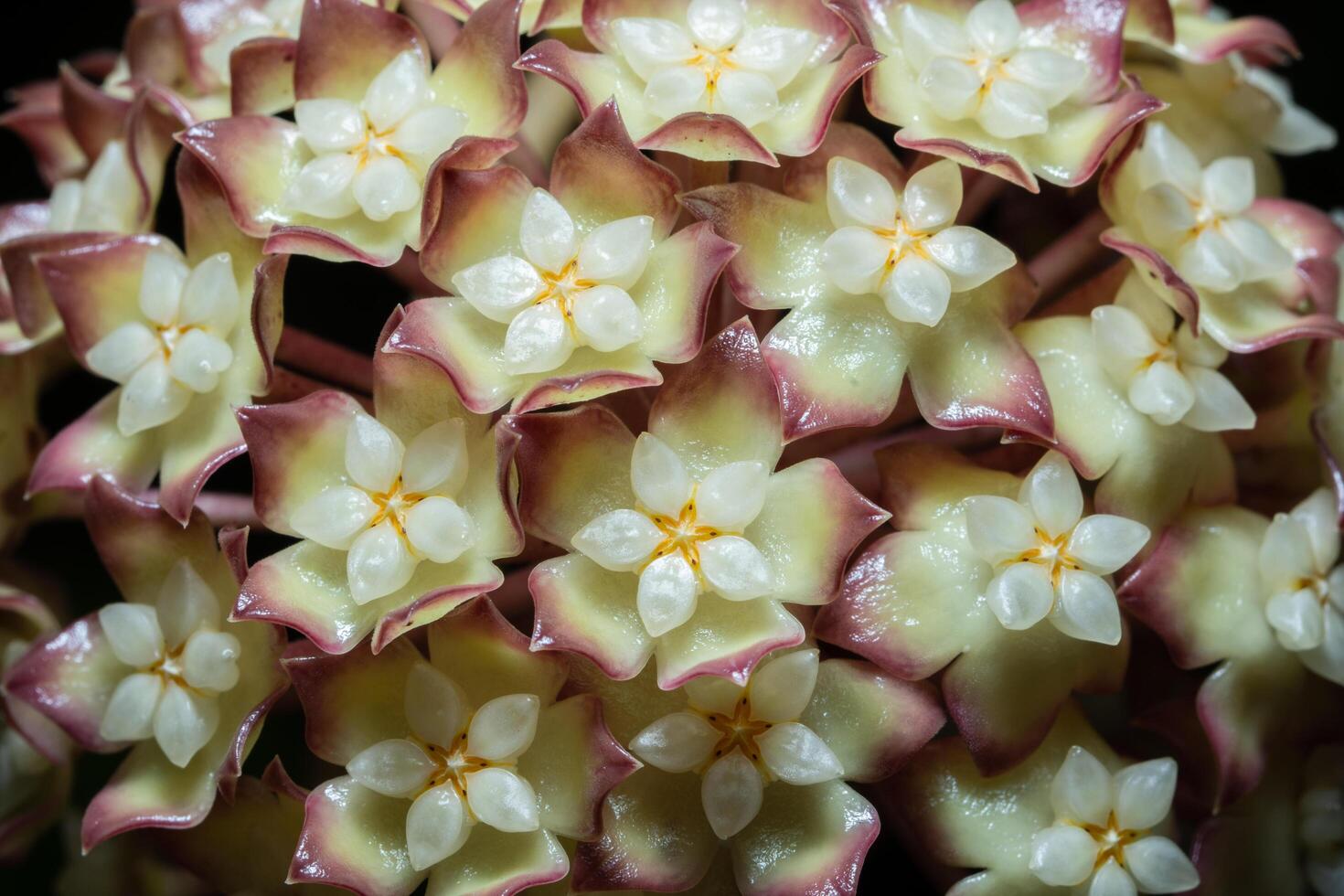 Yellow hoya flower macro photo