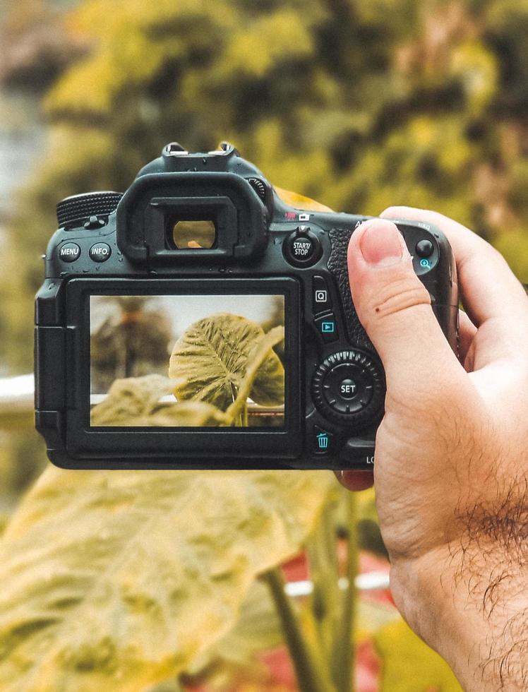 Person taking photo of a plant