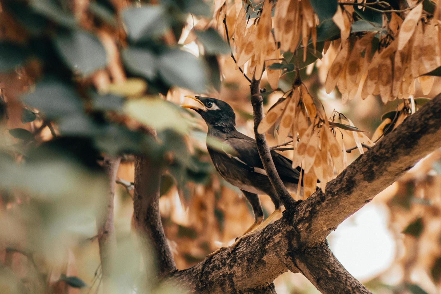 Blackbird sitting on tree branch photo