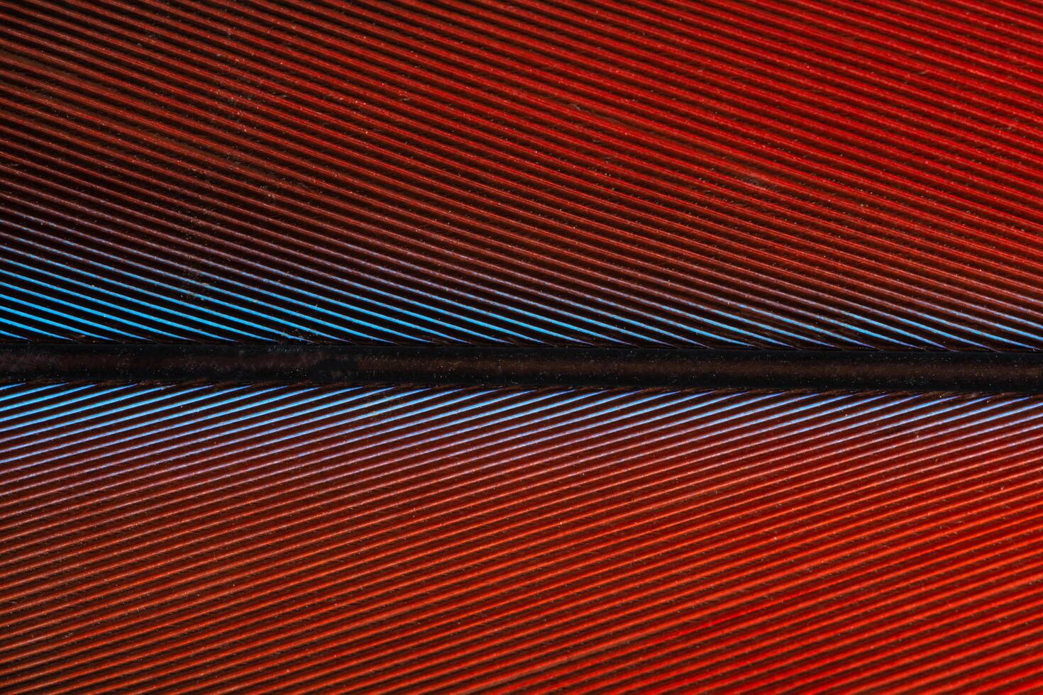 Colorful feather pattern photo