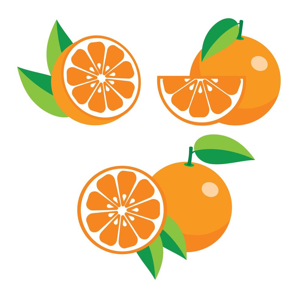 colección de diferentes naranjas. vector