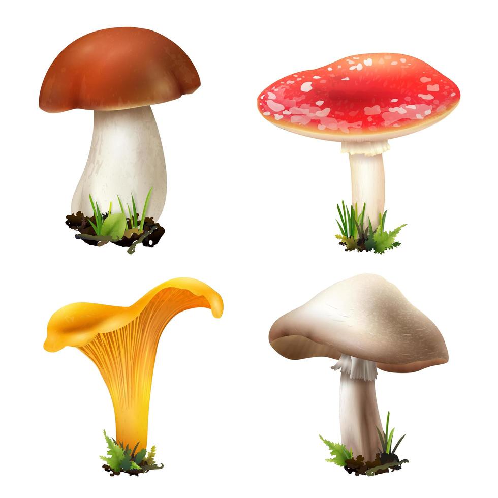 Realistic mushroom set vector
