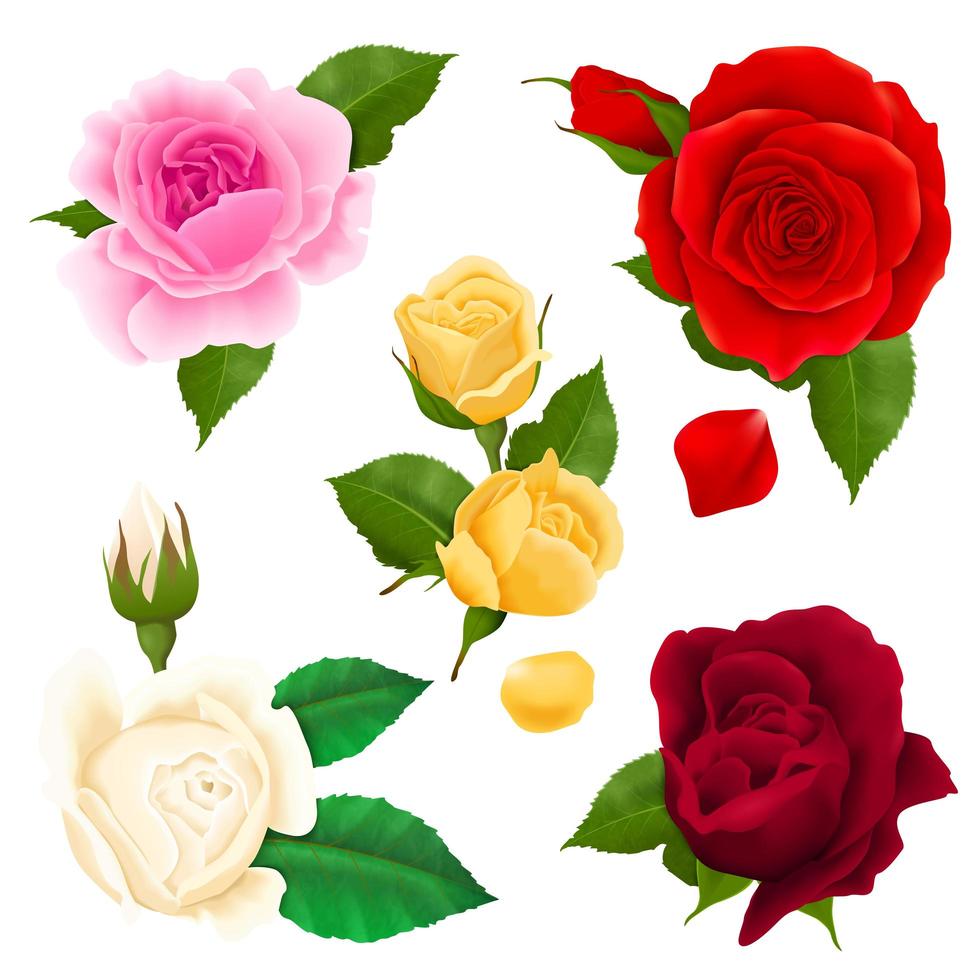 conjunto de flor rosa realista vector