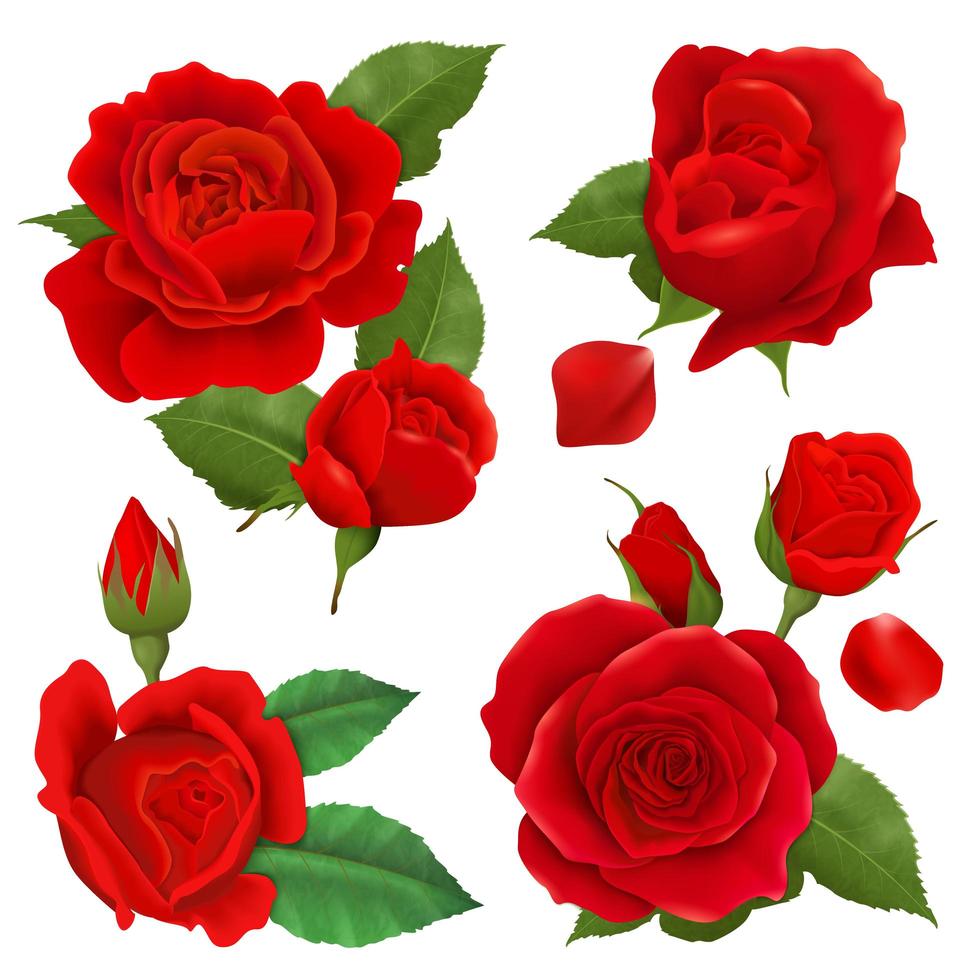 Realistic rose flower set vector