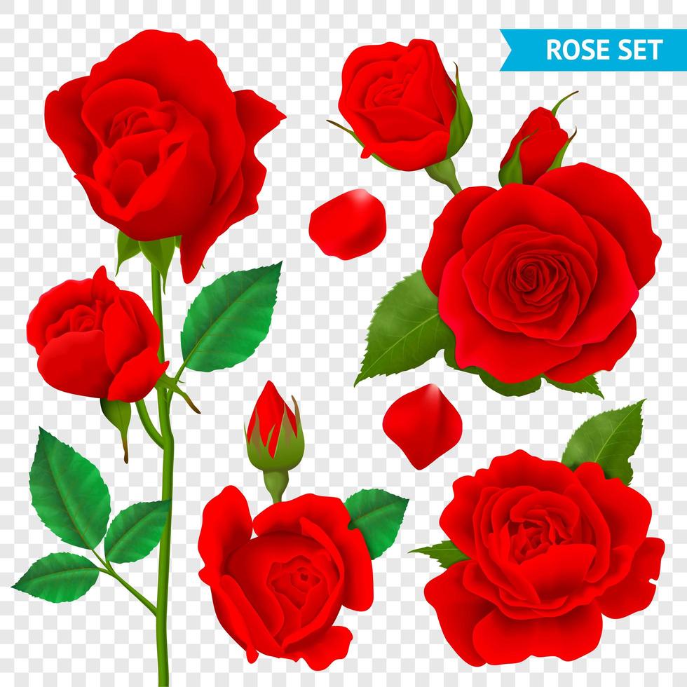 Realistic rose flower bud set vector