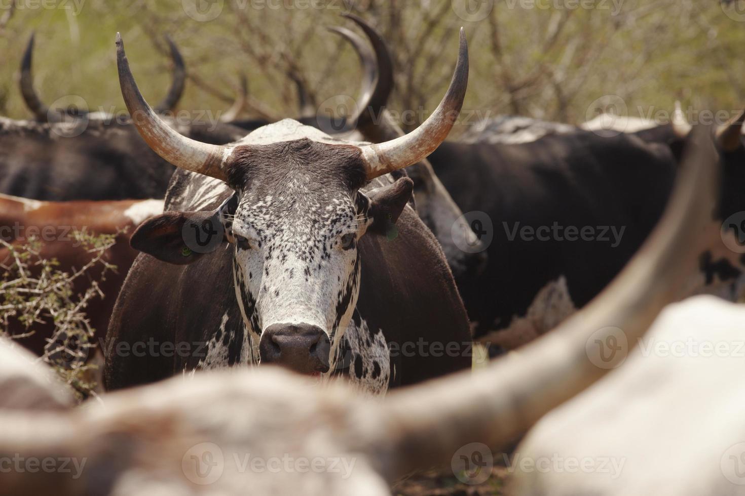 Herd of nguni cattle photo