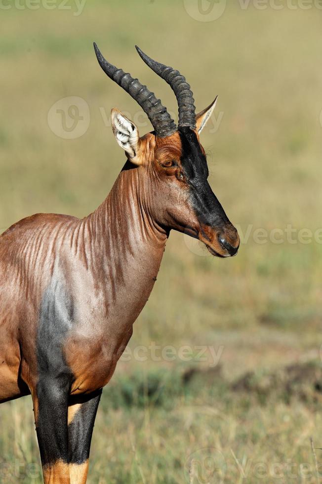Topi Antelope photo
