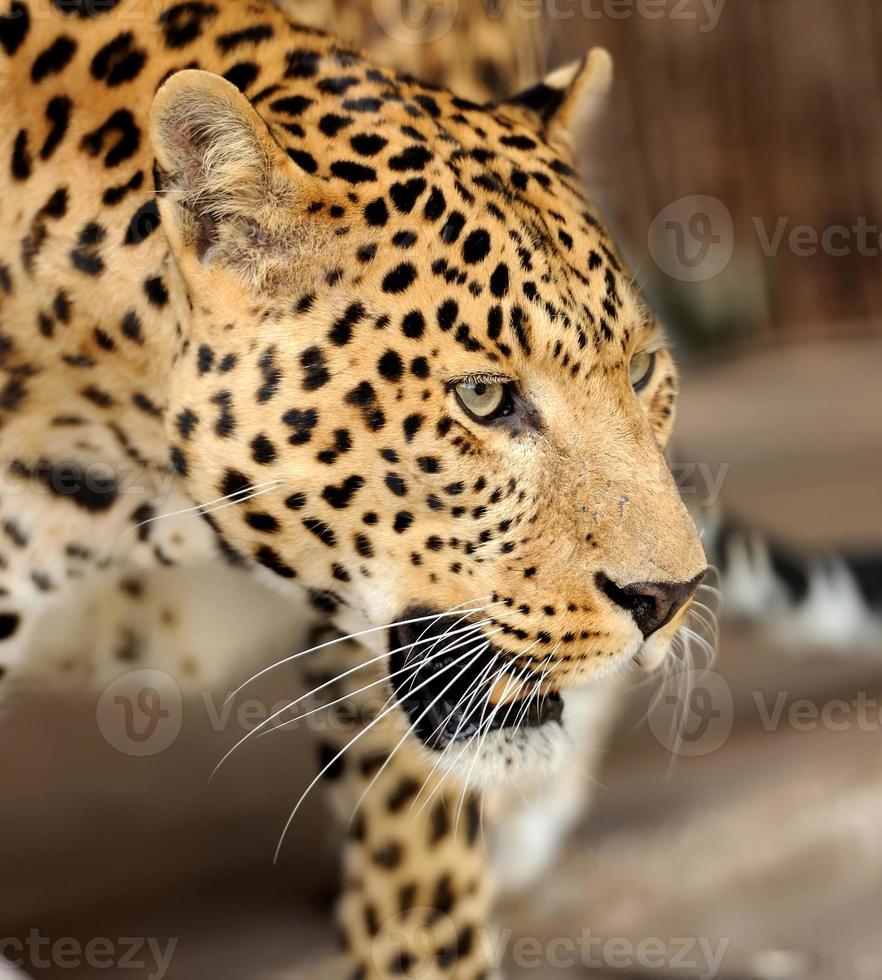 leopardo foto