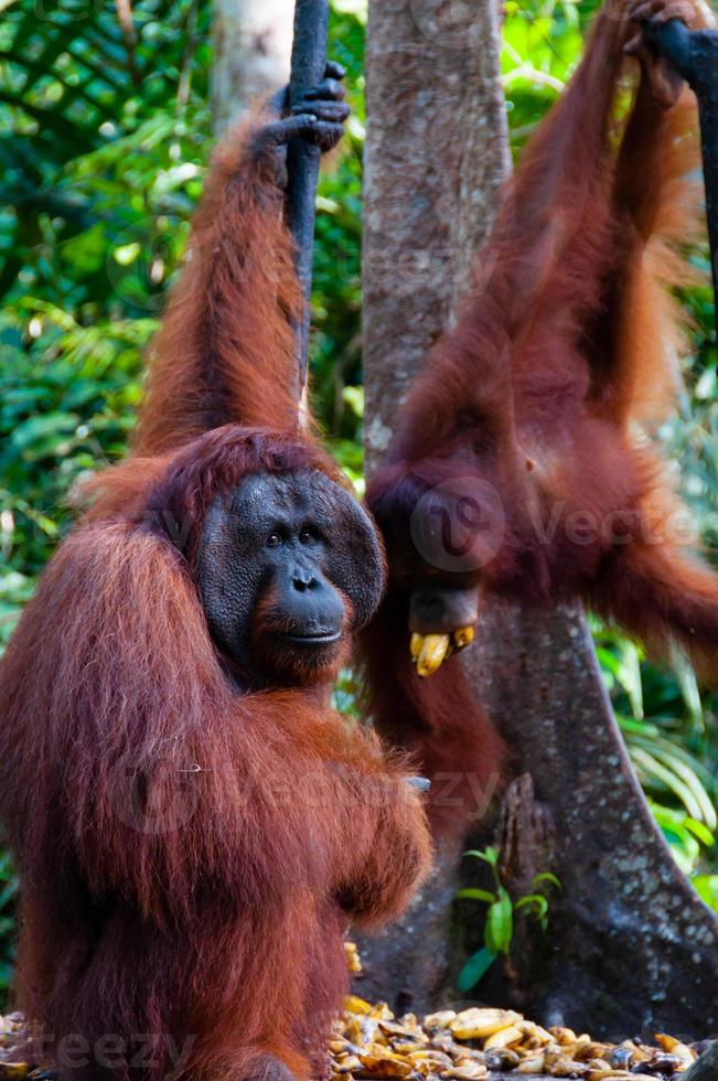 Dos orangután colgando de un árbol en la selva, Indonesia foto