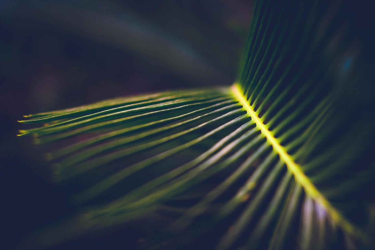 Close-up of a green-leafed plant photo