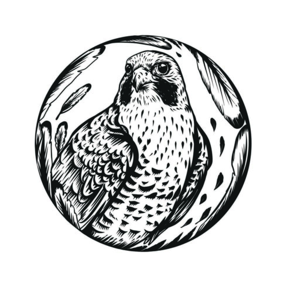 Falcon bird line art vector