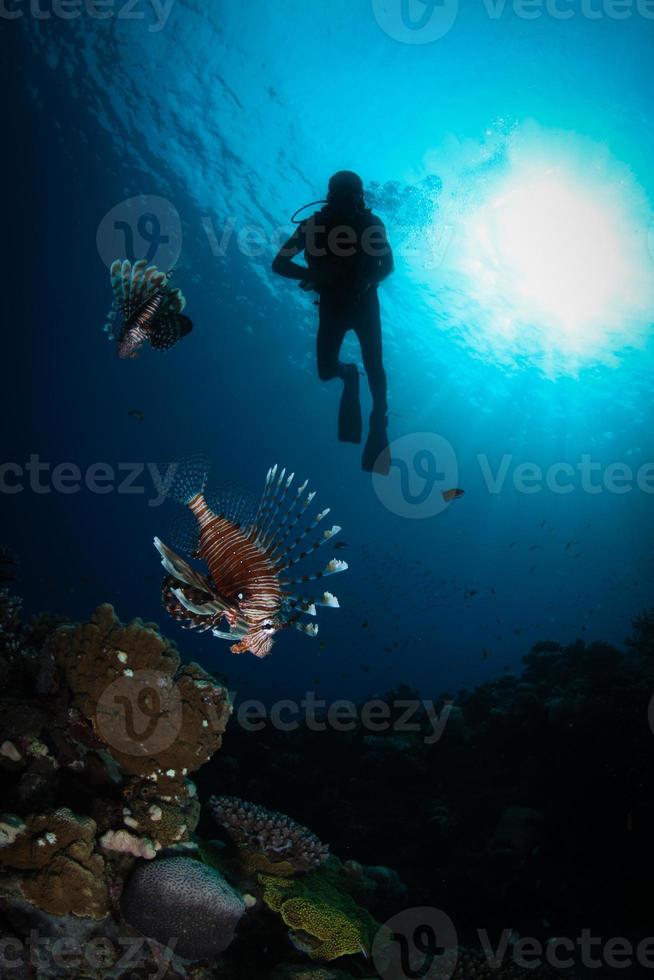 Scuba DIving 1408845 Stock Photo at Vecteezy