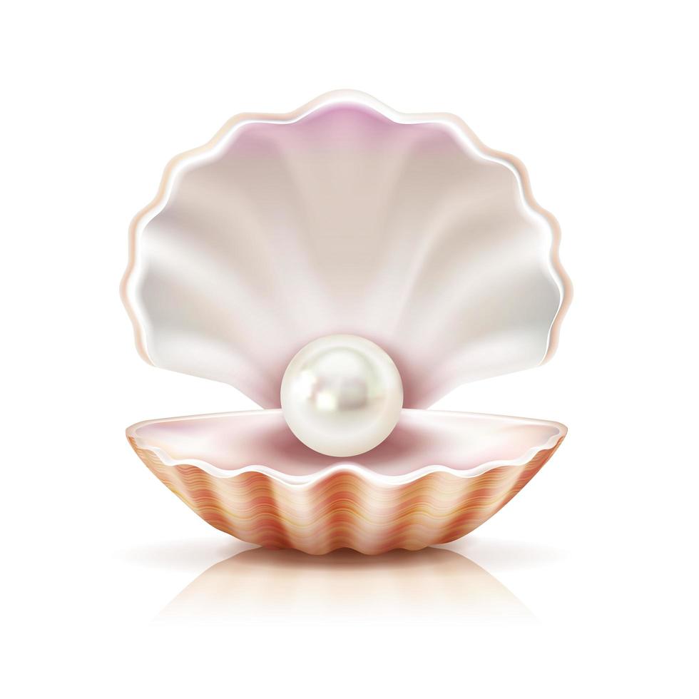 Shell pearl realistic vector