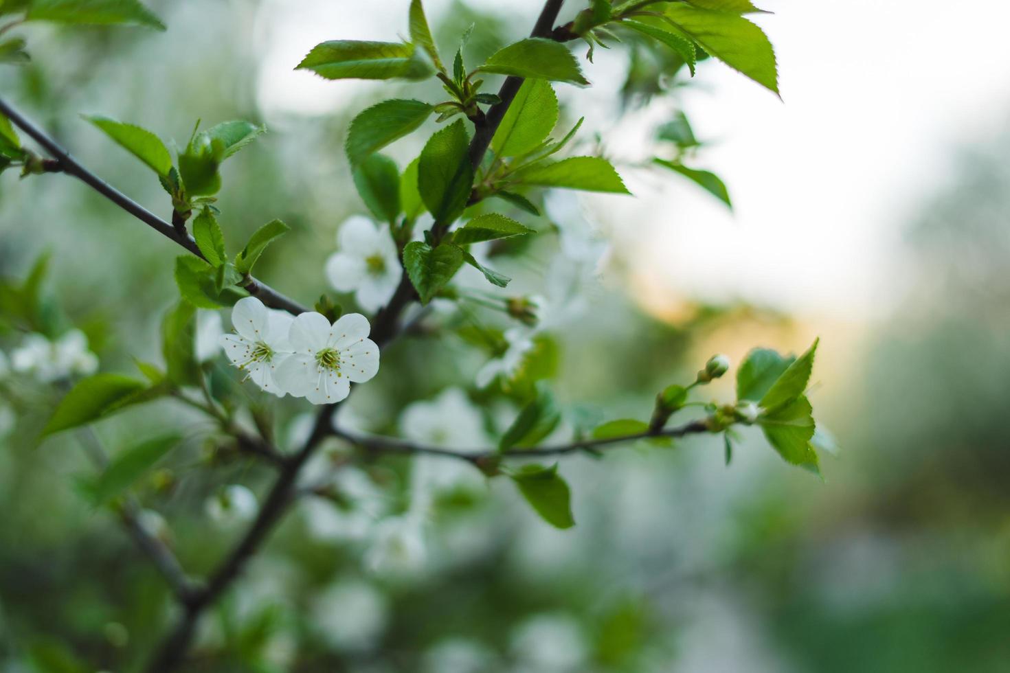 White cherry blossom photo