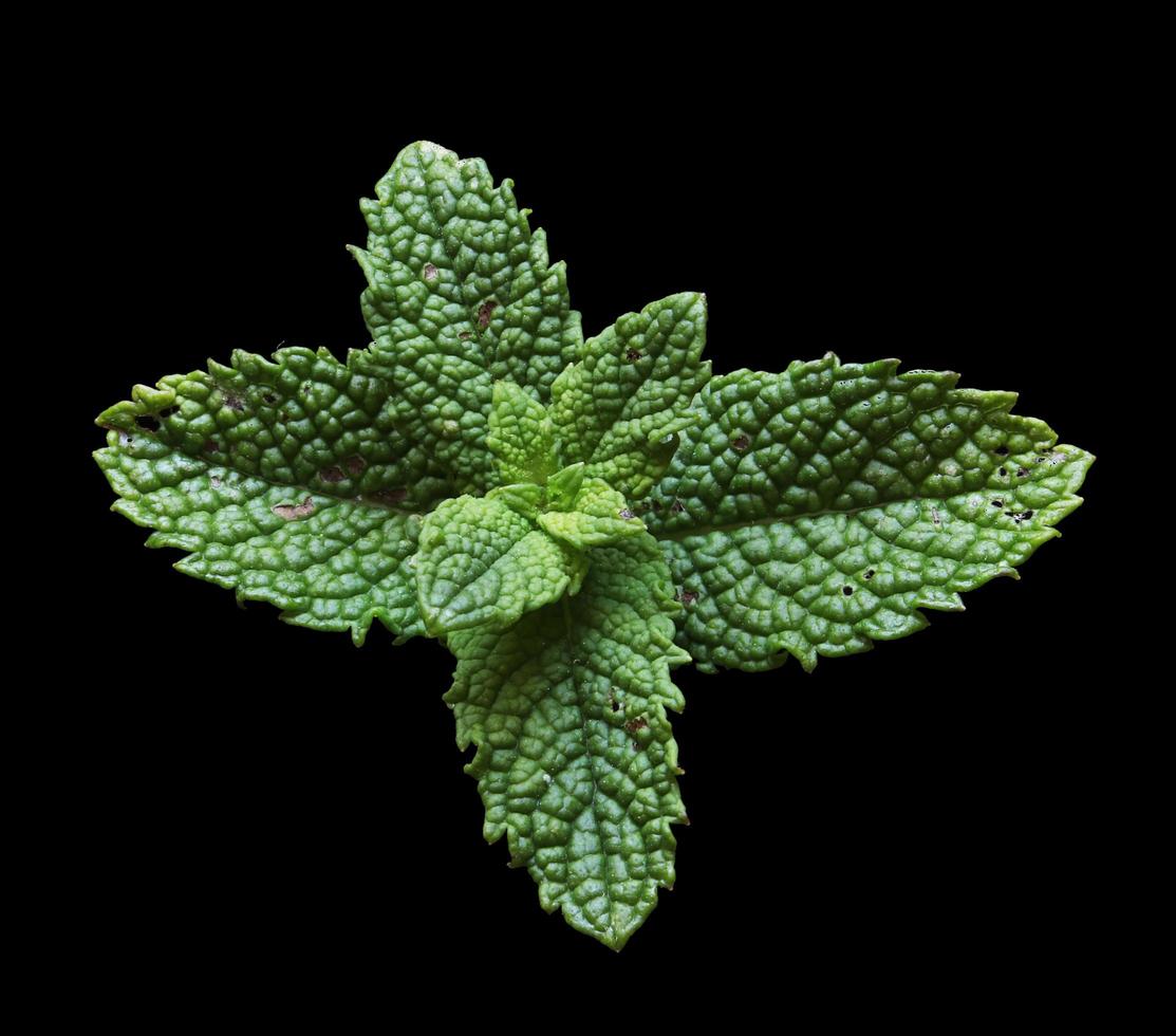 Mint isolated on black photo