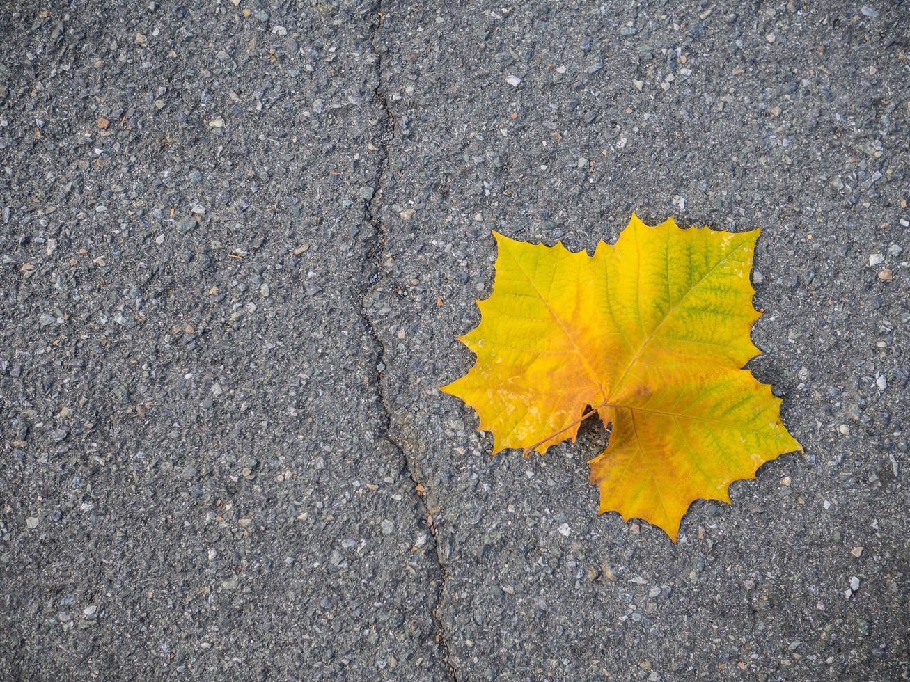 Yellow maple leaf on the ground photo