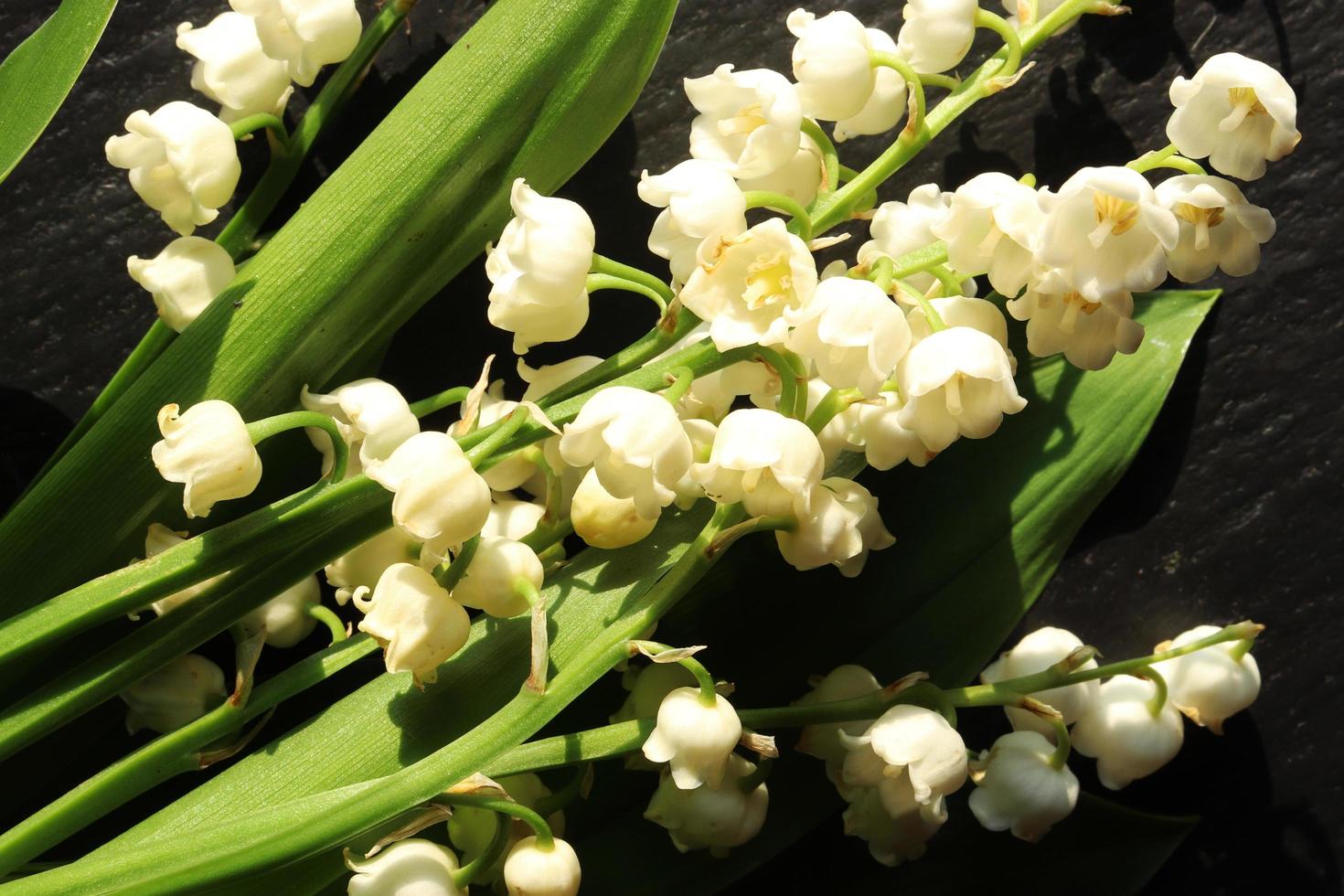 Lily of the valley on slate photo