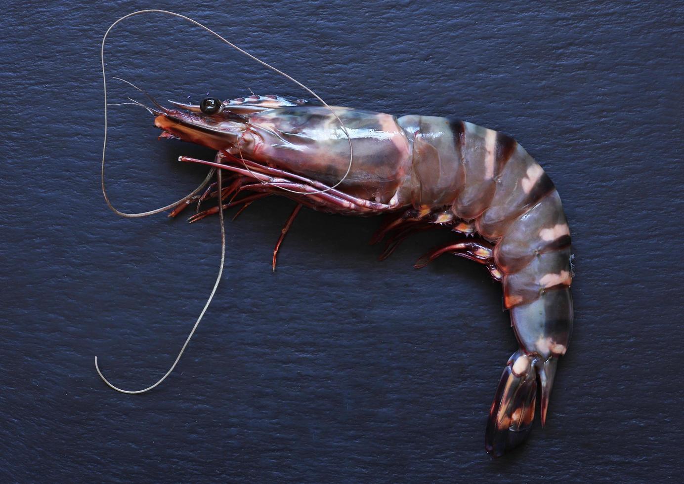 A black tiger shrimp on slate background photo